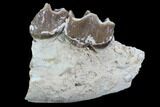 Hyracodon (Running Rhino) Jaw Section - South Dakota #90281-1